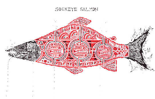 sockeye salmon　紅鮭